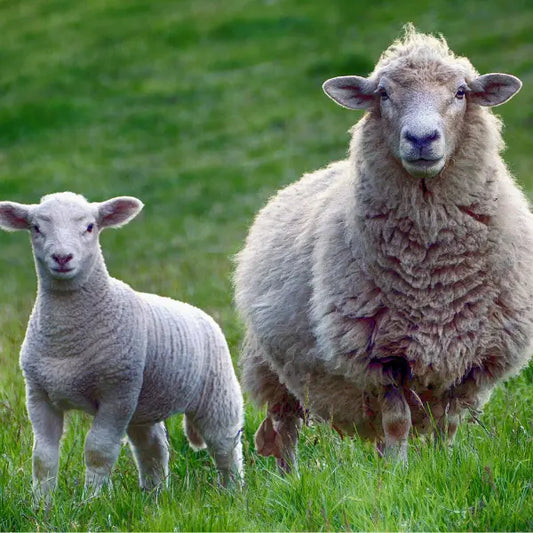 Wat is precies Mulesingvrije wol?
